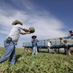 El impacto devastador en agricultura y construcción por redadas del ICE en EEUU